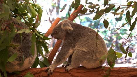 un pequeño comensal activo, koala, phascolarctos cinereus encaramado en el árbol, olfateando delicadamente y recogiendo las hojas de eucalipto antes de comer el follaje seleccionado, foto de cerca