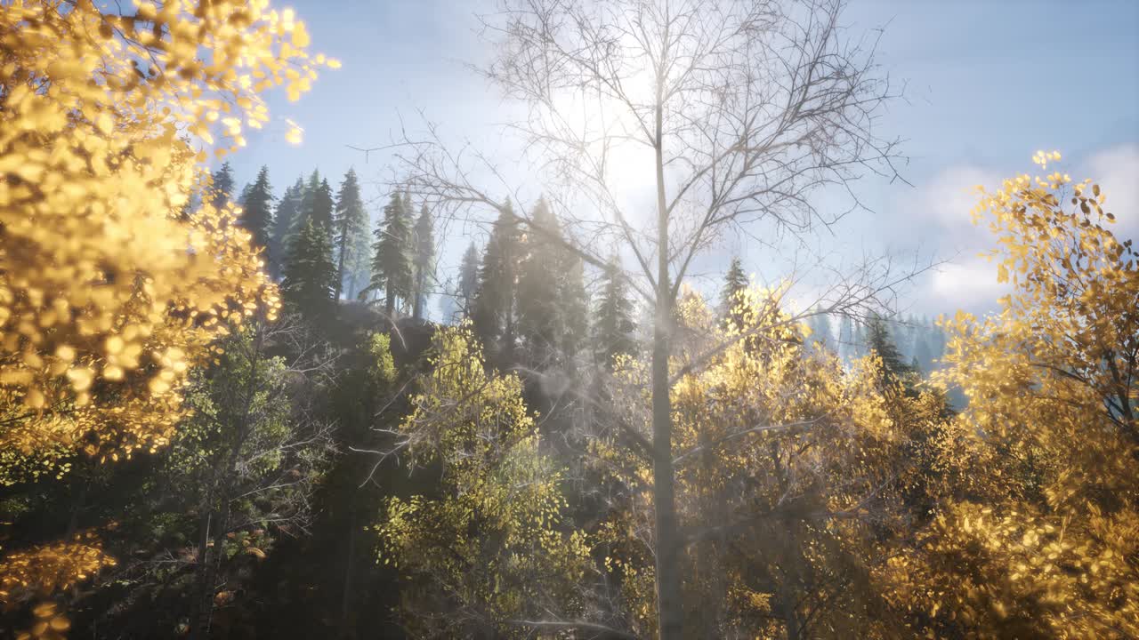 나무들을 가로지르는  ⁇ 빛