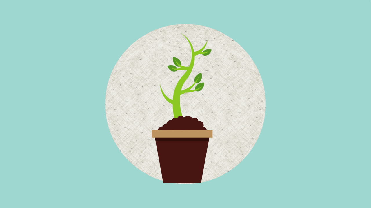 Small Plant in Pot