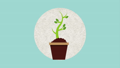 planta pequeña en olla