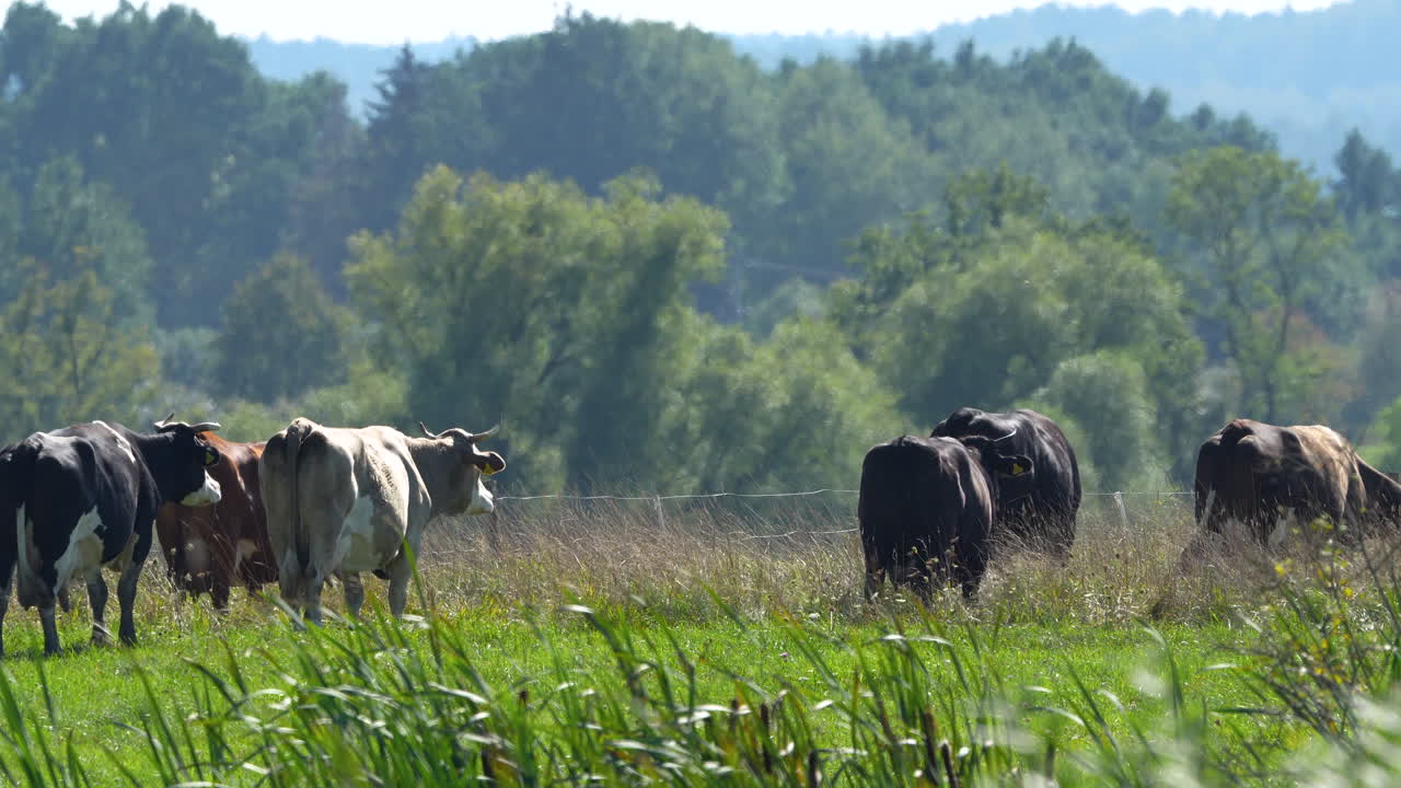 Un gruppo di mucche al pascolo in un prato verde lussureggiante, circondato da alberi fitti e vegetazione, che incarna una tranquilla scena di campagna
