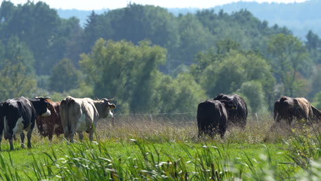 a group of cows grazing in a lush green field, surrounded by dense trees and vegetation, embodying a peaceful countryside scene