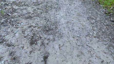 walking along a forest stone path