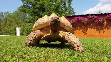 close-up of big sulcata turtle walking fast on green lawn