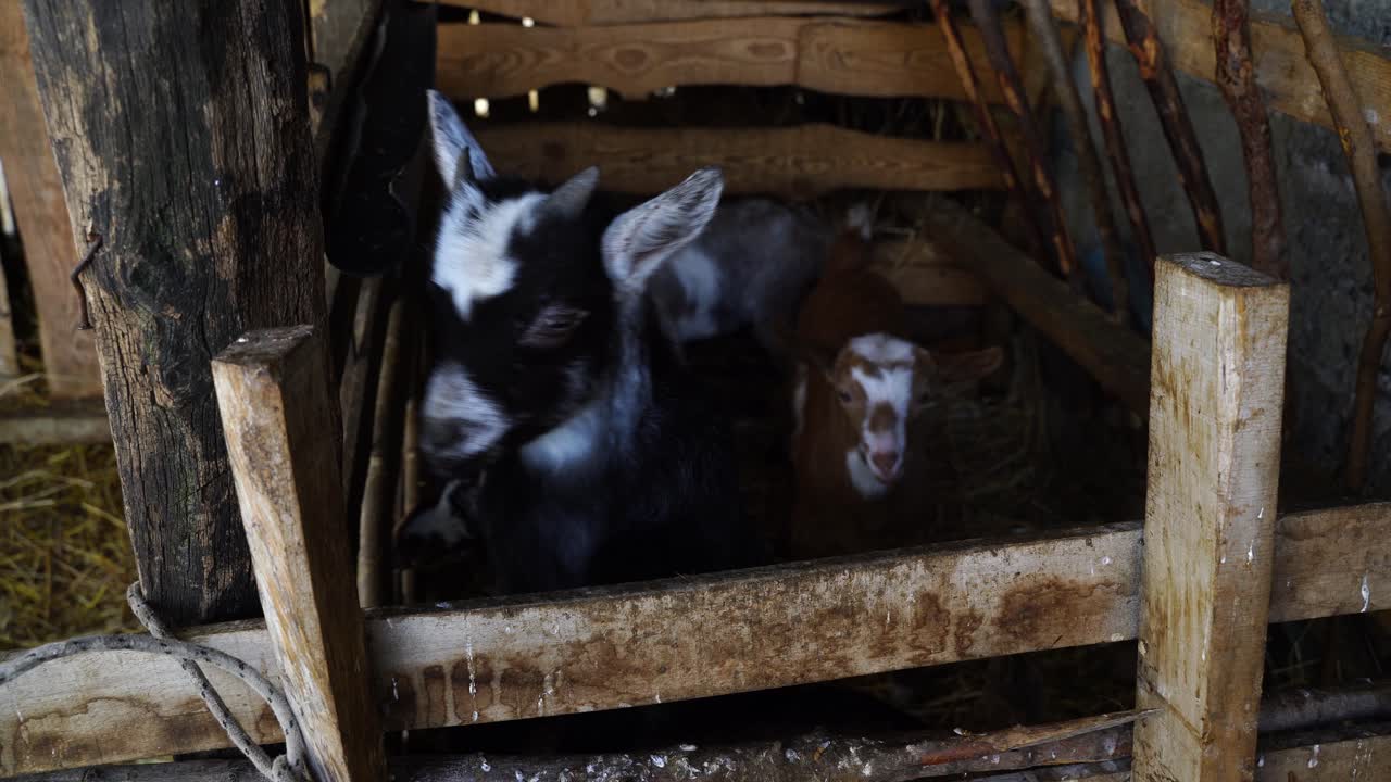 lindas cabras bebés dentro de una cerca de madera esperando el momento de amamantar