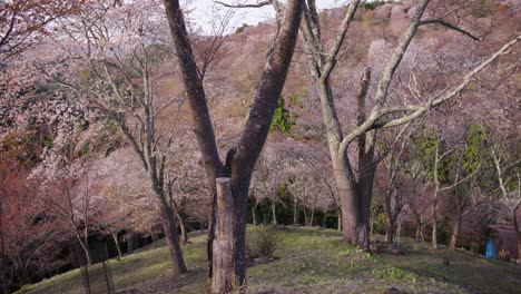 parque de primavera pacífico en japón, sakura comienza a florecer sobre yoshino, nara