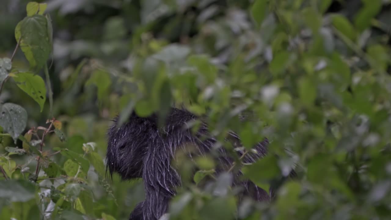 A close-up view of a spider monkey's face, partially obscured by a dense arrangement of lush green leaves