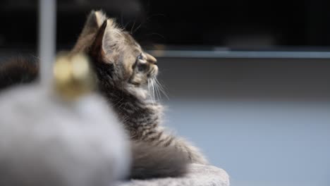 Tabby-Maincoon-Tabbykätzchen,-Das-Auf-Plattform-Ruht,-Blick-Nach-Oben-Hoffnung