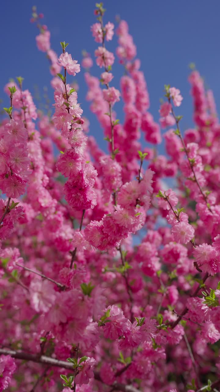 Pink blossoms fill the frame, vibrant against clear blue sky. Petals cluster tightly on slender branches, soft and full. Green buds peek from blooms, hinting at new life emerging