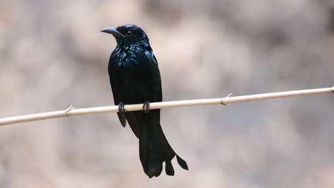 Der-Haarhauben-Drongo-Oder-Ist-In-Asien-Ein-Vogel-Aus-Der-Familie-Der-Dicruridae,-Der-Mit-Dicrurus-Bracteatus-Oder-Spangled-Drongo-Konspezifisch-War,-Bei-Dem-Es-Schwierig-Sein-Kann,-Ihn-Voneinander-Zu-Unterscheiden