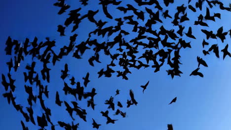 flock of birds silhouetted against a blue sky