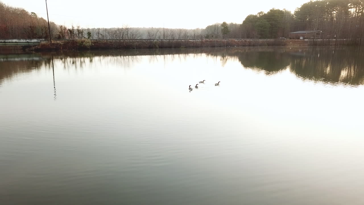 lago del club de paso elevado de ángulo bajo al amanecer en hampton, ga mientras los gansos nadan y un automóvil pasa por la carretera