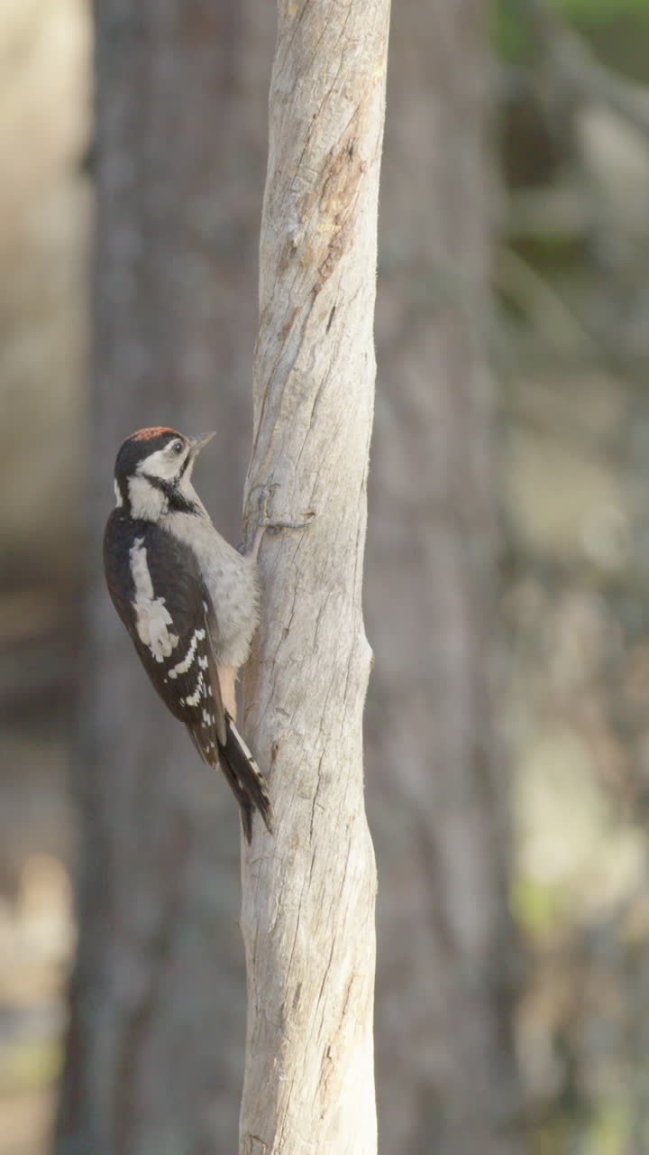 Male great spotted woodpecker clings to side of tree trunk in woods, vertical