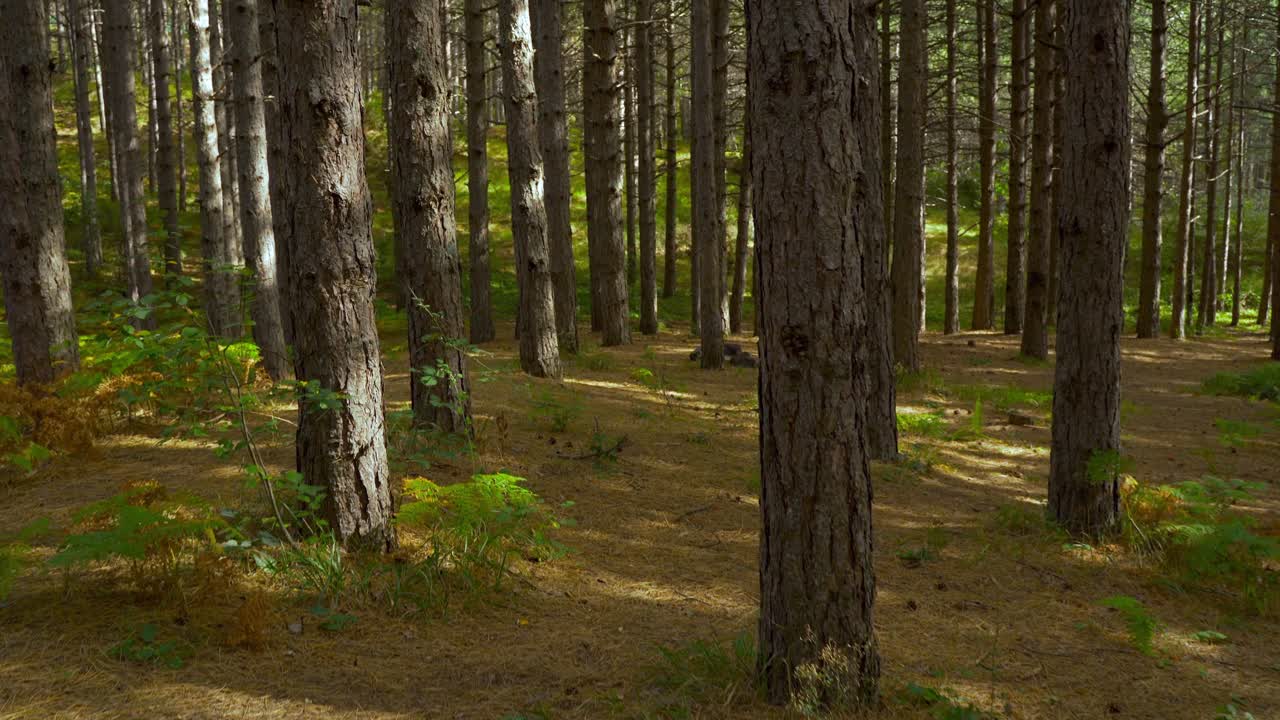 caminar dentro de un bosque oscuro con pinos cruzando troncos por la mañana