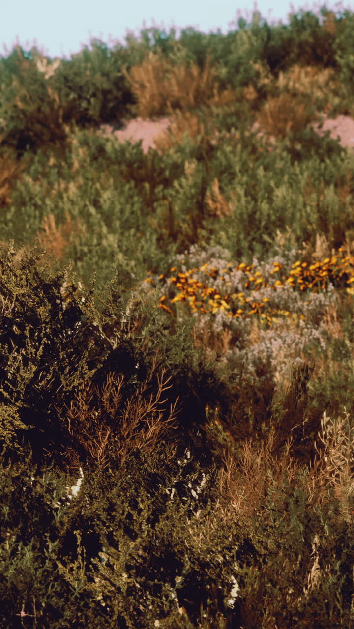 cerca de un hermoso campo de flores silvestres
