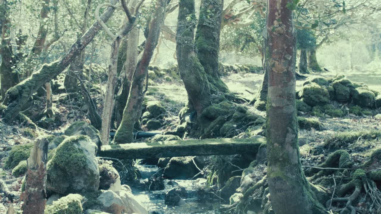 joven camina a través del puente de paseo dentro de la naturaleza en el bosque con mochila