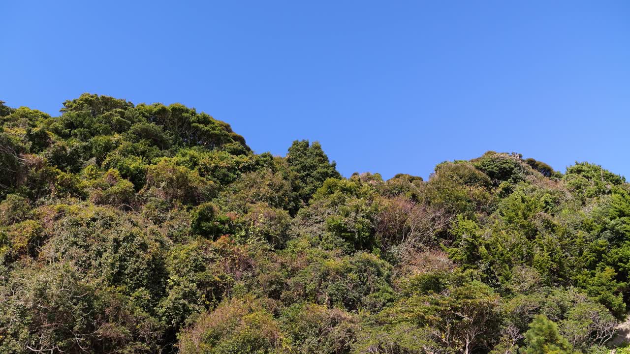 vista minimalista en cámara lenta del bosque verde contra el cielo azul