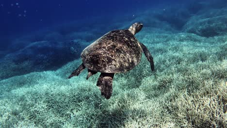 green sea turtle calmly floating over the coral reefs with sunlight reflecting on its shell