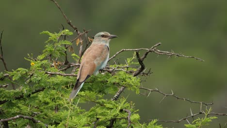 juvenile european roller bird perches on thorny tree with soft focus background