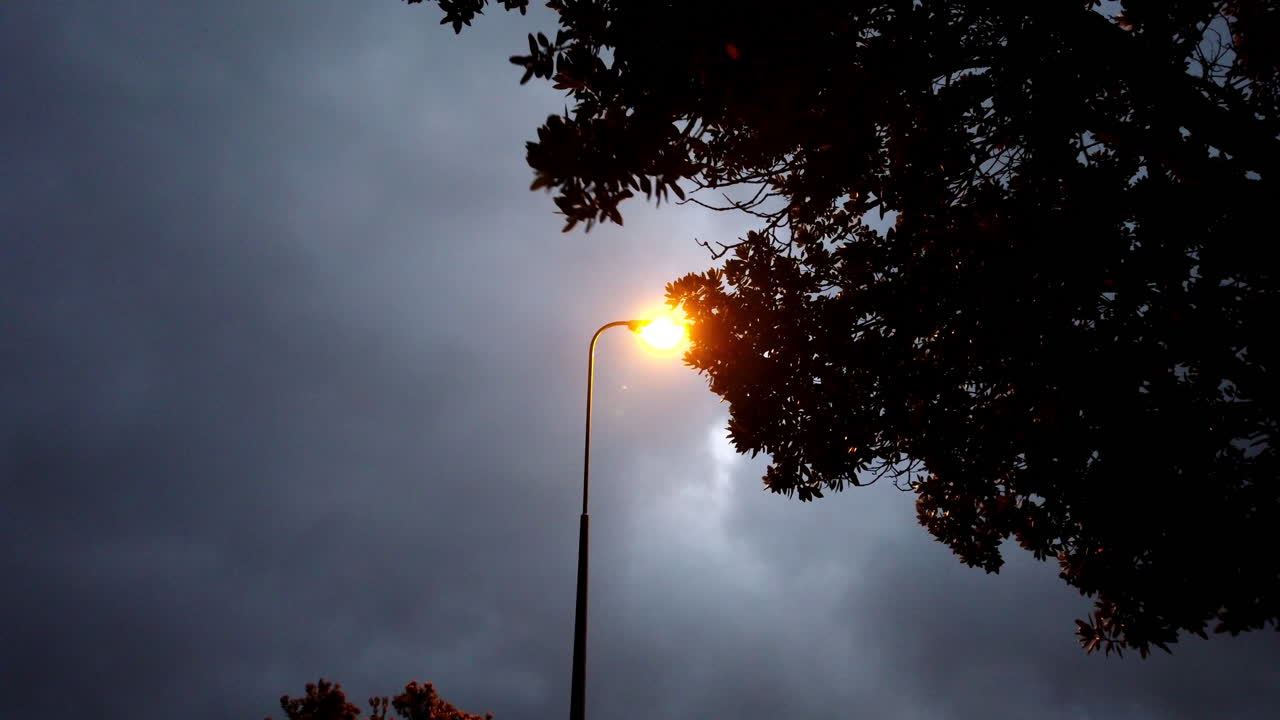 나무의 어두운 가지에 의해 차단 된 거리 불빛, 무서운 장면, 무섭고, 공포, 느린