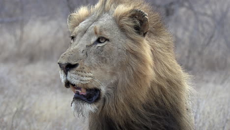 Close-up-of-a-male-lion-with-his-mouth-agape-surveying-the-land-for-prey