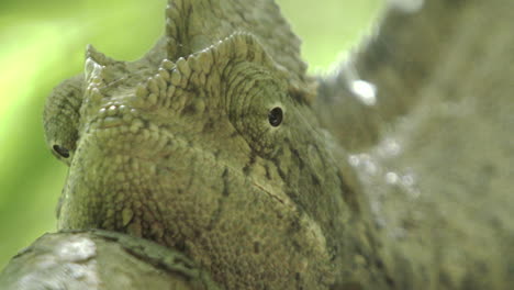 Camaleón-Gigante-En-Una-Rama-En-Madagascar,-Con-Los-Ojos-En-Blanco-Y-Mezclándose-Perfectamente-Adaptando-El-Color-Del-Entorno