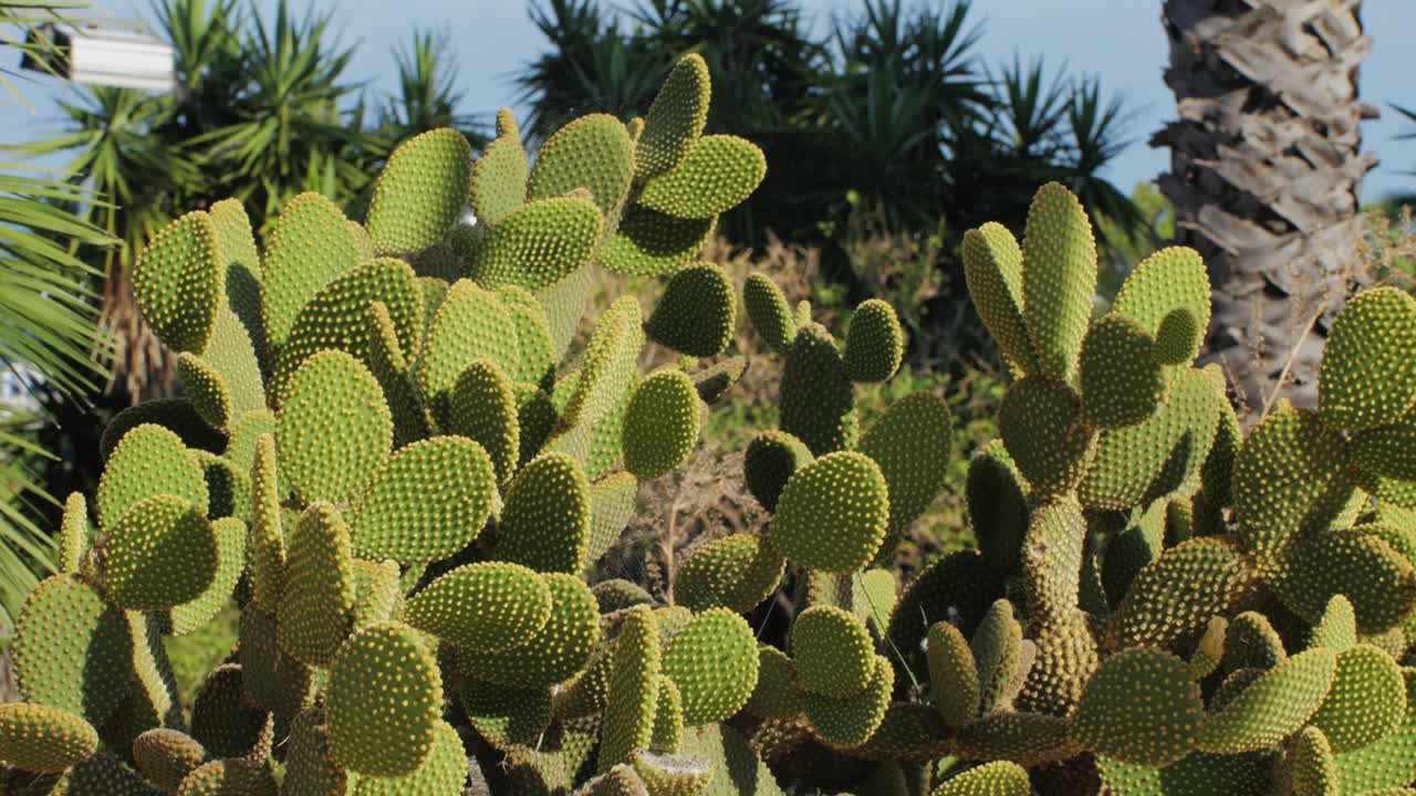Close up green cactus with yellow spines within a desert environment, city park in Barcelona, Montjuic. African background