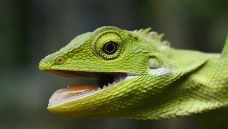 green-chameleon-head-hd-videos.-close-up-of-chameleon