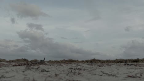 Sargassum-algen-Am-Strand-Von-Playa-Del-Carmen,-Algenfliegen,-Quintana-Roo-Mexiko