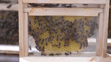 4K-Footage:-Bees-inside-the-beehive