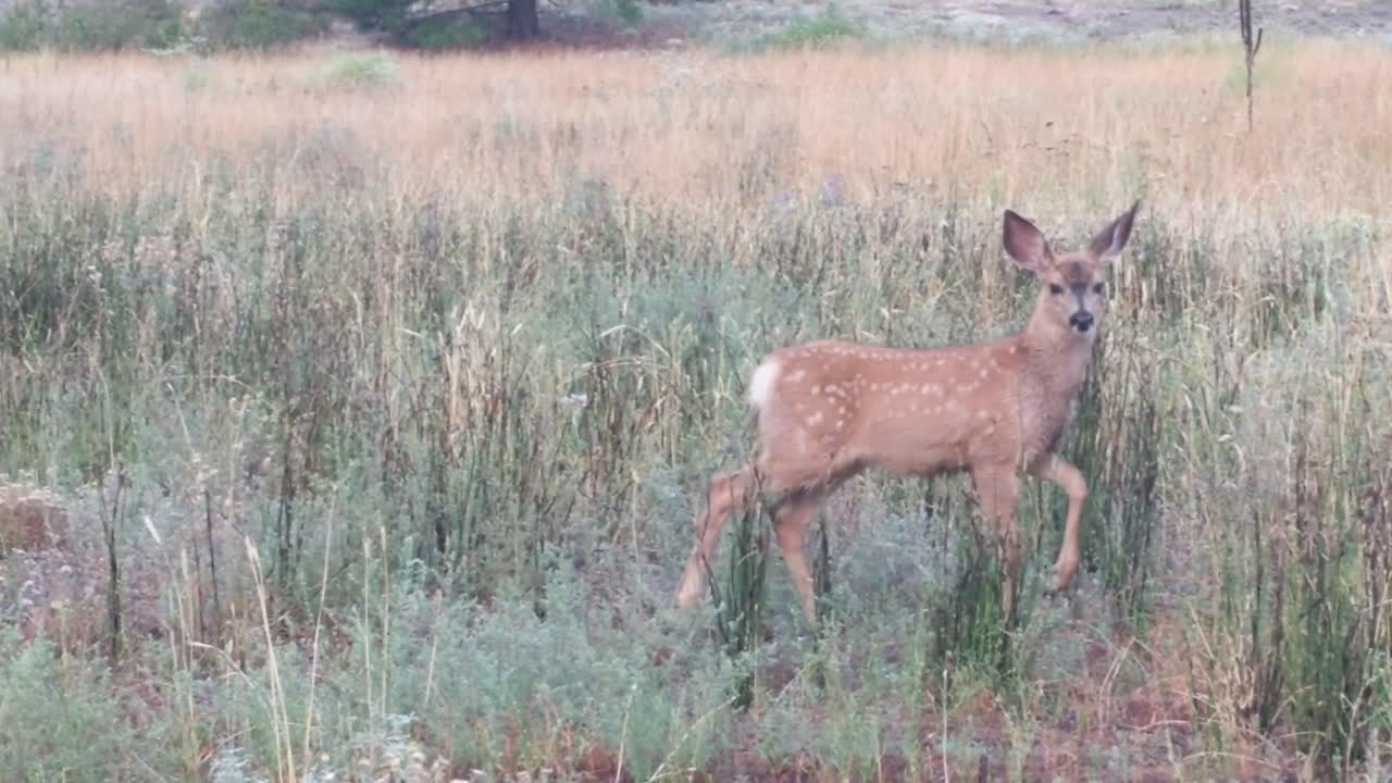 una madre ciervo y sus dos cervatillos jugando y siendo curiosos en un campo de hierba