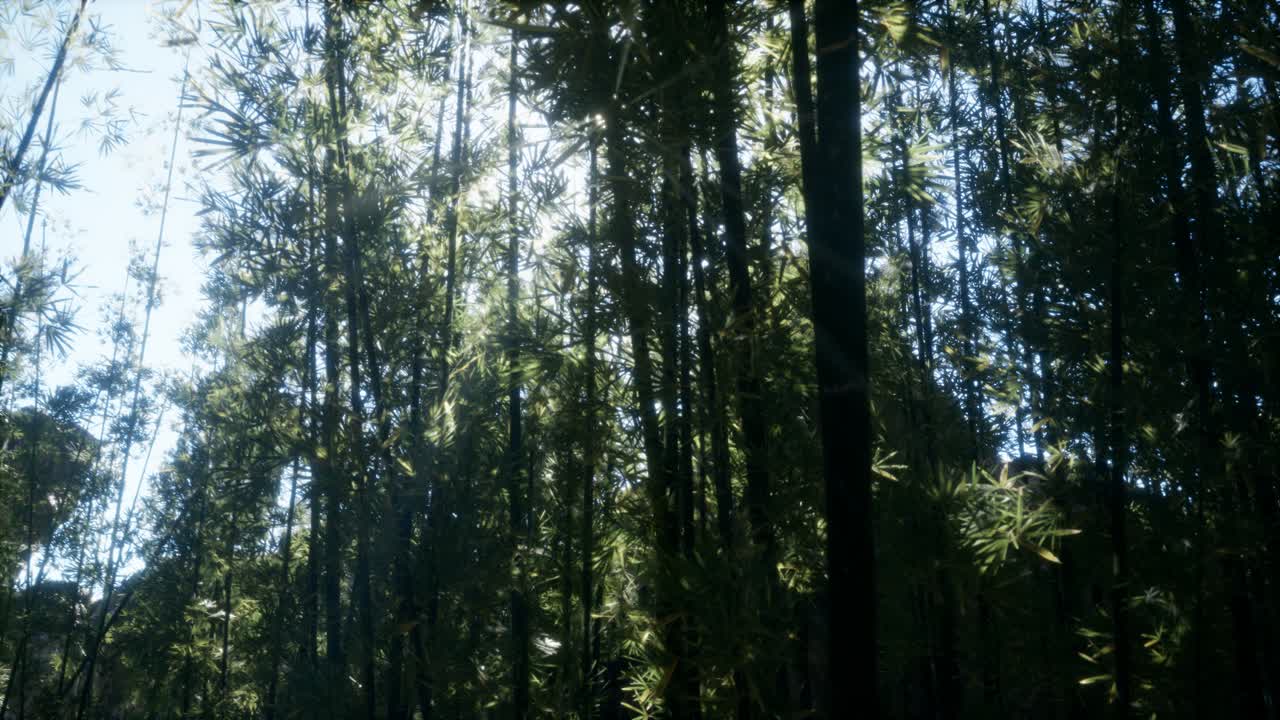 Windy Tranquil Arashiyama Bamboo Grove