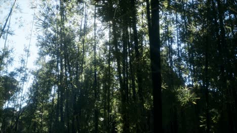 windy tranquil arashiyama bamboo grove