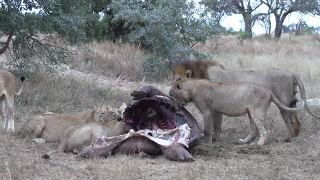 La-Manada-De-Leones-Africanos-Devora-A-Sus-Presas-En-Un-Parque-De-Caza.