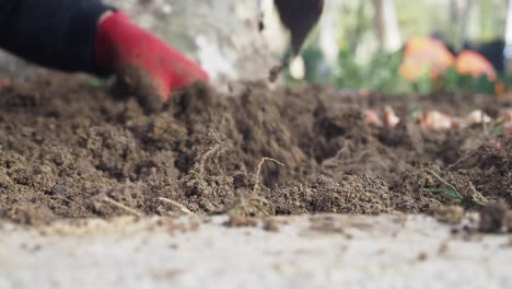 planting bulbs in a garden