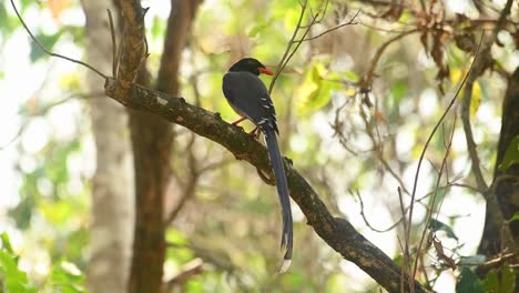 Red-billed-Blue-Magpie,-Urocissa-erythroryncha,-4K-Footage,-Huai-Kha-Kaeng-Wildlife-Sanctuary