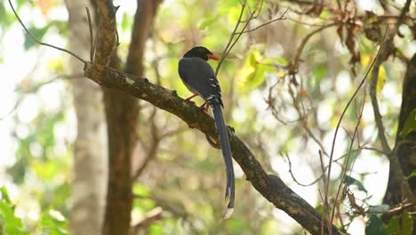 red-billed blue magpie, urocissa erythroryncha, 4k footage, huai kha kaeng wildlife sanctuary
