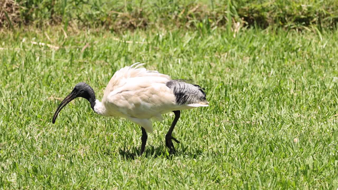 잔디에 있는  이비스