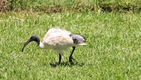 ibis blanco en el césped