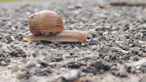 close-up of a snail slowly moving over a surface covered in small rocks, showcasing its deliberate movement