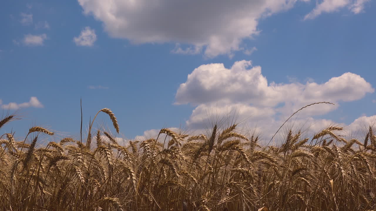 Field of ripe wheat crops in summer with blue sky in background