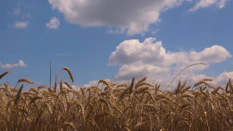 Field-of-ripe-wheat-crops-in-summer-with-blue-sky-in-background