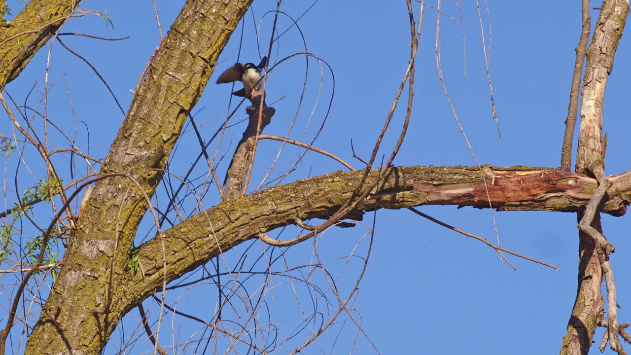 Slow motion video of purple martins performing intricate aerial displays in morning light.