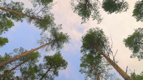 vista de abajo de los pinos balanceándose en un viento fuerte.