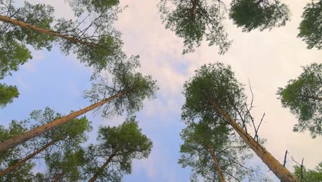 bottom view of pine trees swaying in a strong wind.