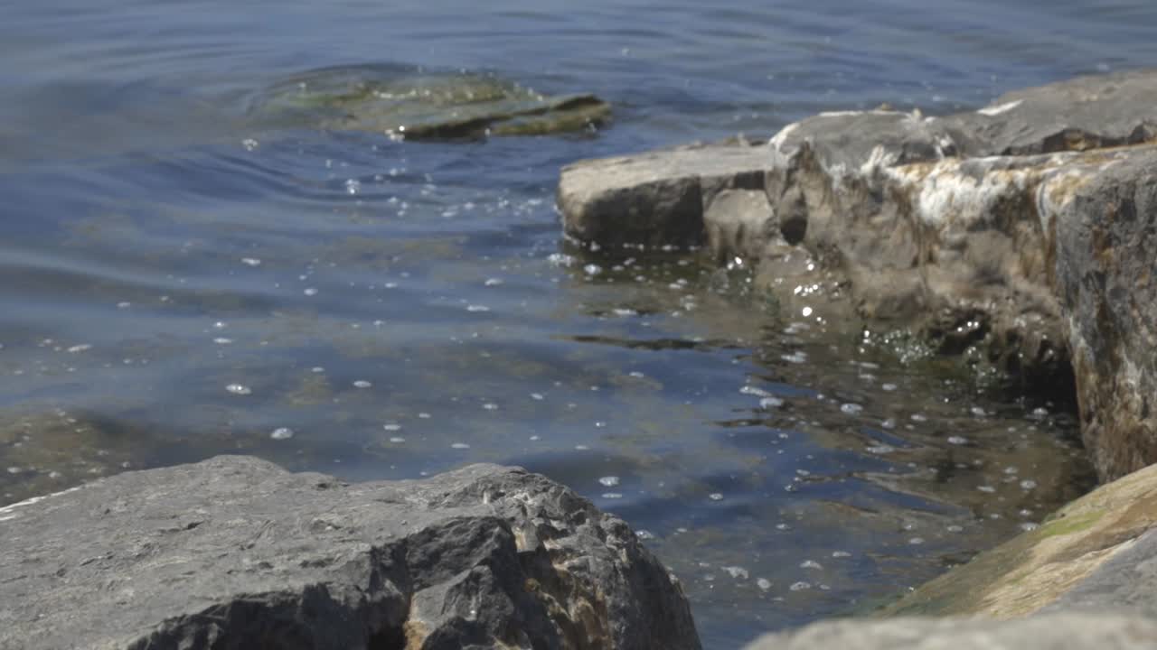 해수면에 떠 있는 조류 - 미디엄 샷