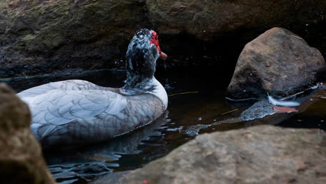a muscovy duck in the water