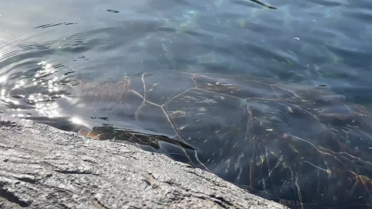 Charismatic Hawaiian Green Sea Turtle (Honu) takes a little peek at tourists visiting the outdoor lagoon exhibit at the Maui Ocean Center of Hawaii