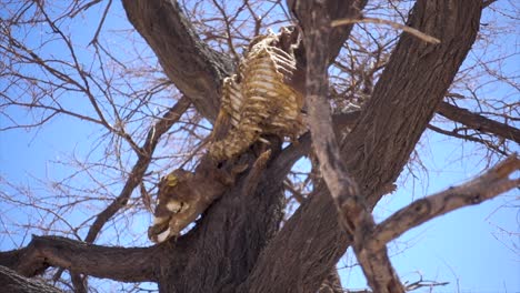 slomo of a rotten calf carcass in a dead tree, put there by a leopard