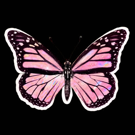 Vibrant pink butterfly illustration animation isolated asset, transparent 4K video, alpha channel